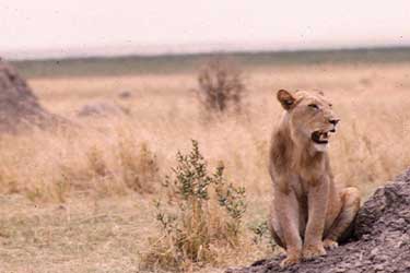 Lion sitting on a rock, mouth open