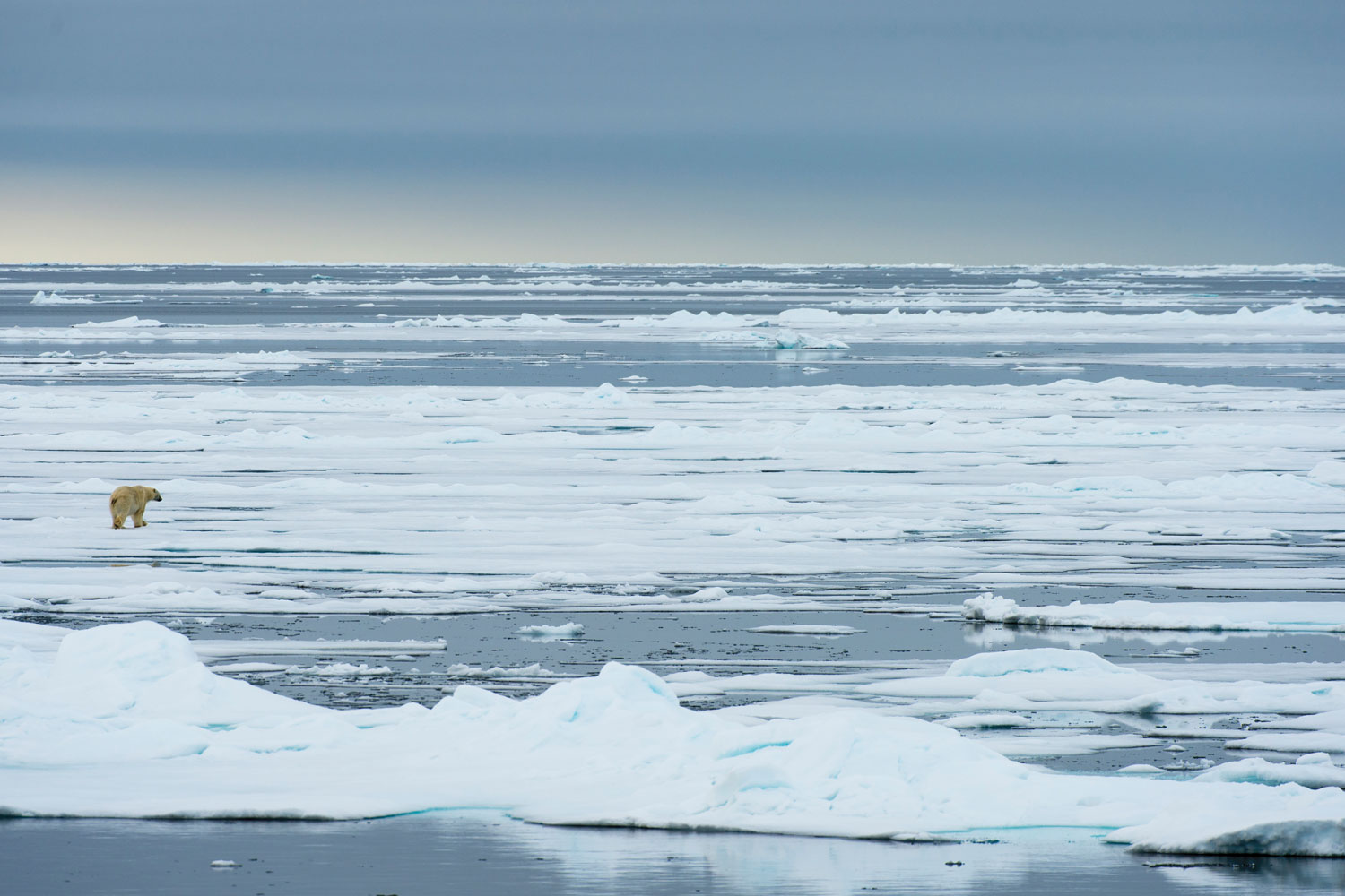 Expansive of view of icebergs in the Arctic with polar bear