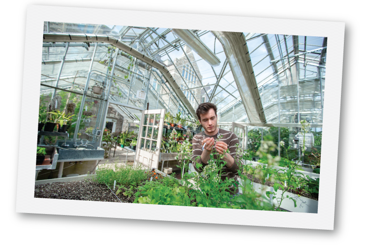 Student working in the greenhouse