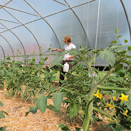 A student waters plants inside the Sprout Garden greenhouse.