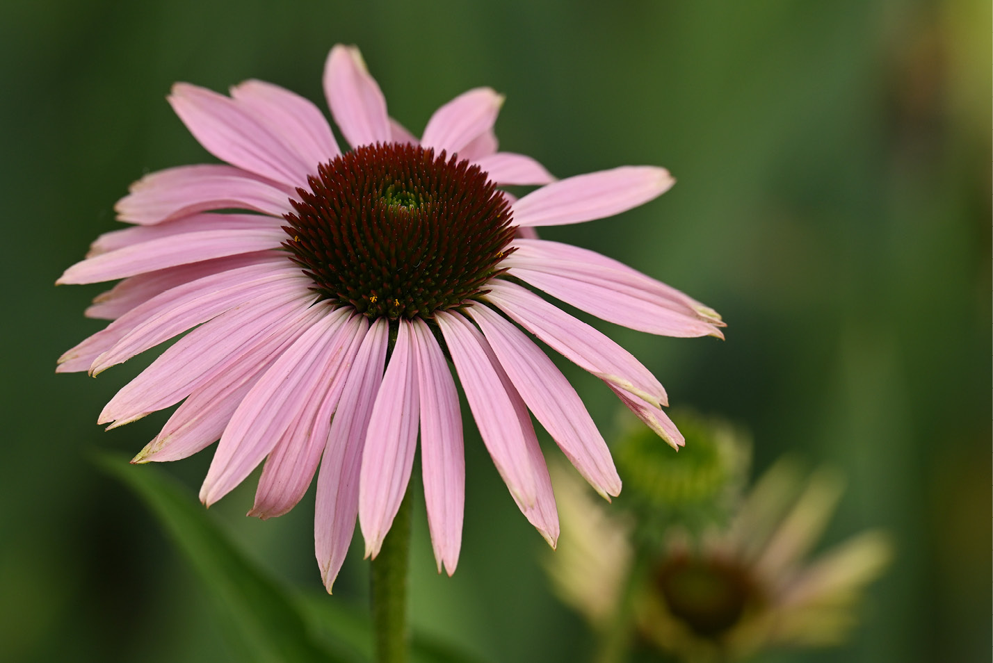 Purple Cornflower (Echinacea purpurea) on campus.