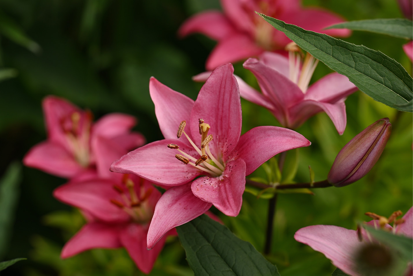 Close-up of pink lily