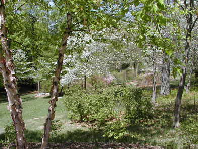 Blooming plants in the Native Plants Collection.