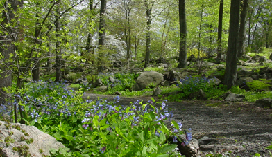 Path in the Wildflower Garden.